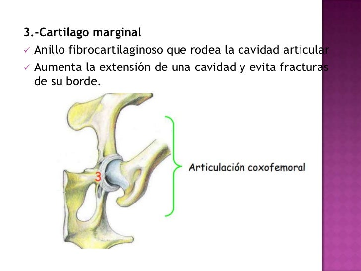 artrologia veterinaria